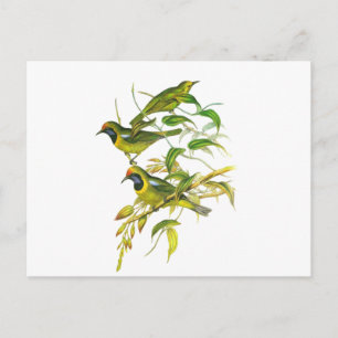 Goudkopvogel Briefkaart
