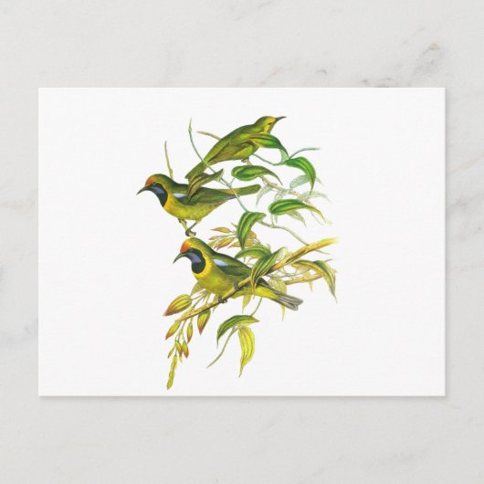 Goudkopvogel Briefkaart (Voorkant)