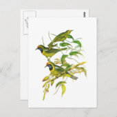 Goudkopvogel Briefkaart (Voorkant / Achterkant)