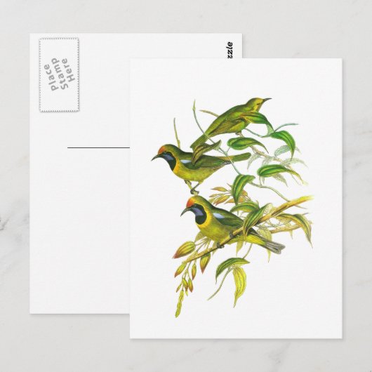 Goudkopvogel Briefkaart (Voorkant / Achterkant)