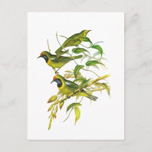 Goudkopvogel Briefkaart