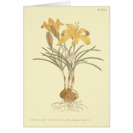 Goudlachen Crocus Illustratie