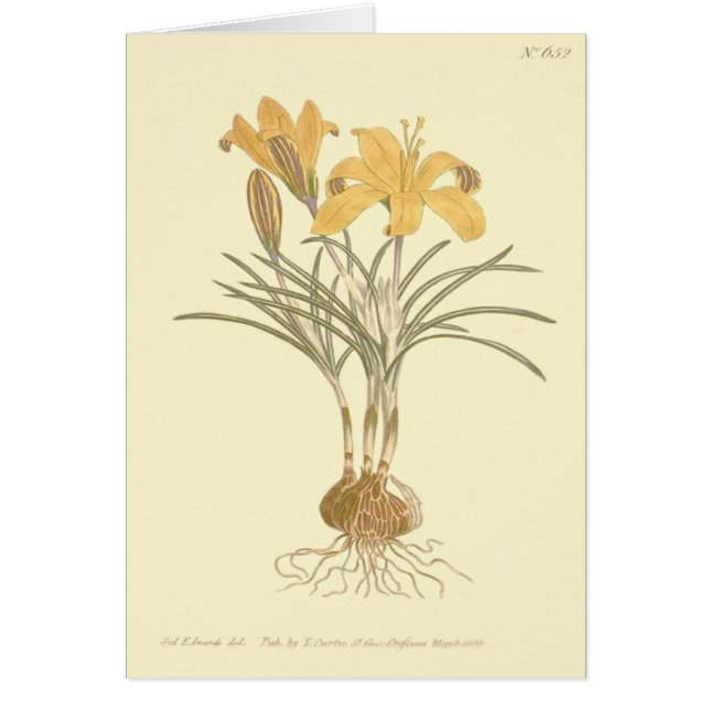 Goudlachen Crocus Illustratie (Voorkant)
