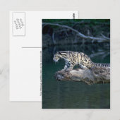 Goudluipaard Briefkaart (Voorkant / Achterkant)