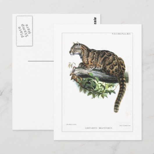 Goudluipaard Briefkaart (Voorkant / Achterkant)