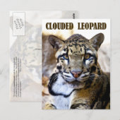 Goudluipaard Briefkaart (Voorkant / Achterkant)