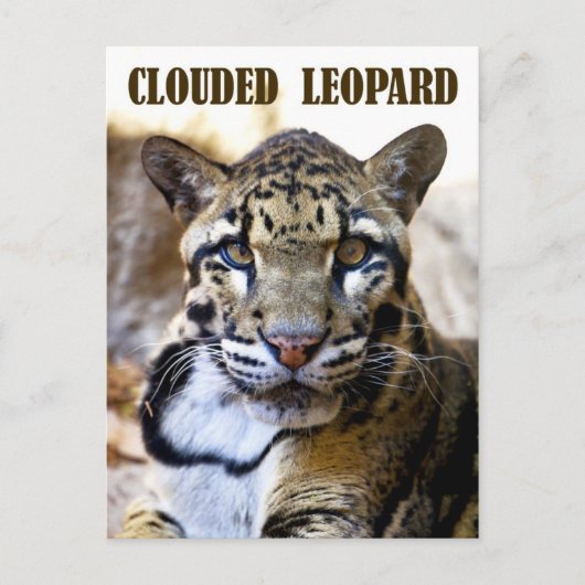 Goudluipaard Briefkaart (Voorkant)