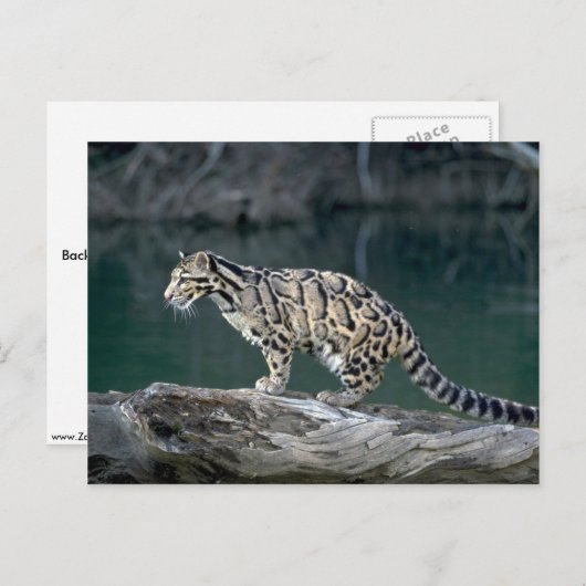 Goudluipaard Briefkaart (Voorkant / Achterkant)