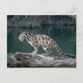 Goudluipaard Briefkaart (Voorkant)