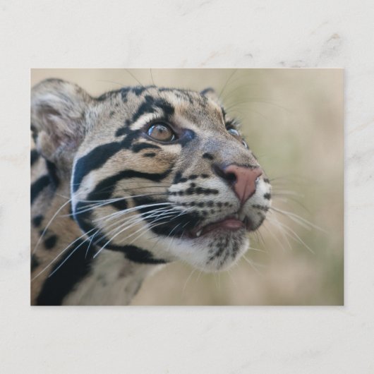 Goudluipaard Briefkaart (Voorkant)