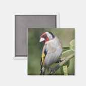 Goudmagneet Magneet (Voorkant / Achterkant)