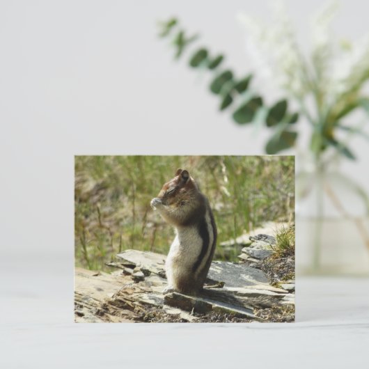 Goudmantel bij Gletsjer I Briefkaart (Staand voorkant)