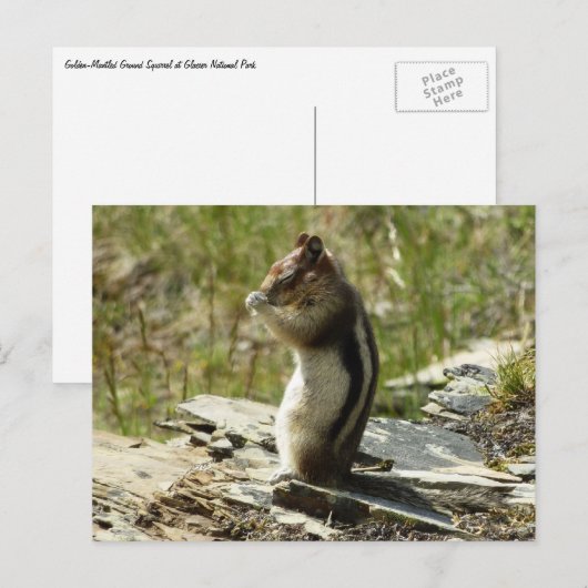 Goudmantel bij Gletsjer I Briefkaart (Voorkant / Achterkant)