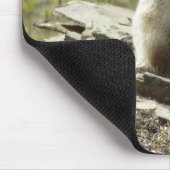 Goudmantel bij Gletsjer I Muismat (Hoek)