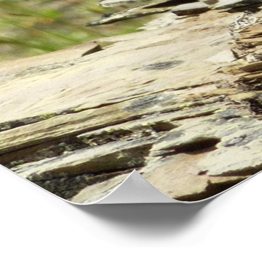 Goudmantel bij Gletsjer I Poster (Hoek)