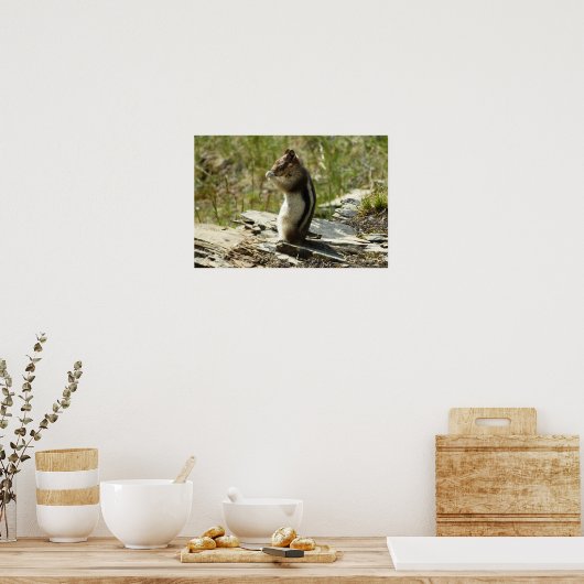 Goudmantel bij Gletsjer I Poster (Keuken)