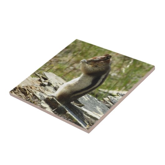 Goudmantel bij Gletsjer I Tegeltje (Zijkant)