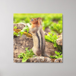 goudmanteleekhoorn canvas afdruk
