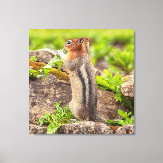 goudmanteleekhoorn canvas afdruk (Voorkant)