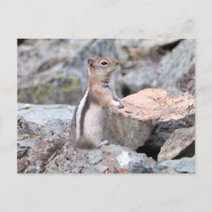 Goudmantelgrondeekhoorn bij Glacier II Briefkaart