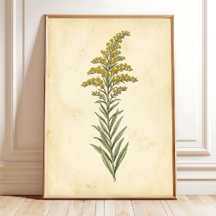 Goudroede Botanische Studie Canvasprint Poster