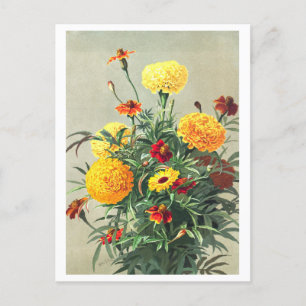  goudsbloem Briefkaart