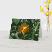 Goudsbloem (Calendula officinalis) Kaart (Gele Bloem)