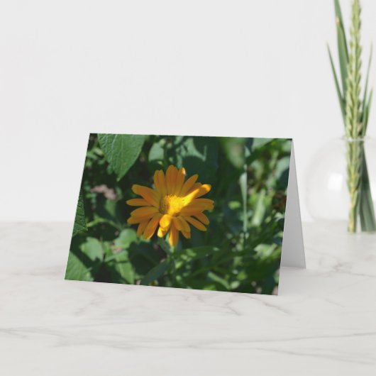 Goudsbloem (Calendula officinalis) Kaart (Voorkant)