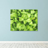 goudsbloem zaailingen canvas print (Insitu (Houten vloer))