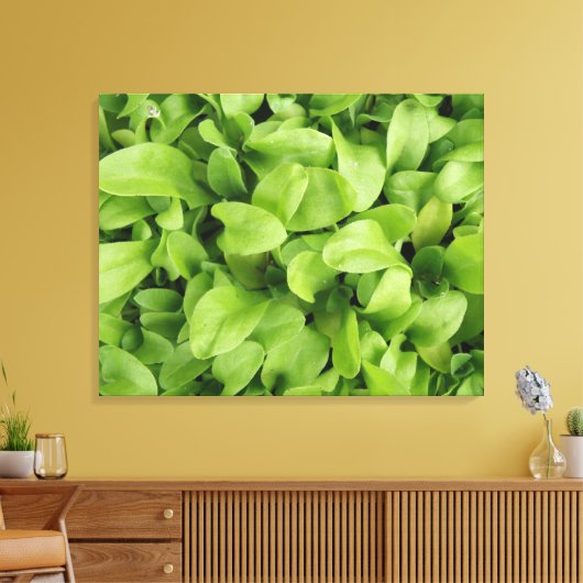 goudsbloem zaailingen canvas print (Insitu (Woonkamer))