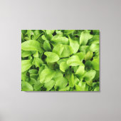 goudsbloem zaailingen canvas print (Voorkant)