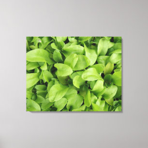 goudsbloem zaailingen canvas print