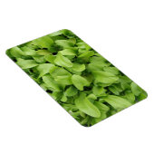 goudsbloem zaailingen premium magneet (Rechterzijde)