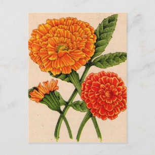 goudsbloemen in oranje briefkaart