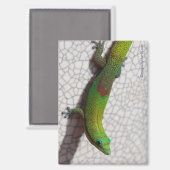 Goudstofdaggekko Koelkastmagneet Magneet (Voorkant / Achterkant)