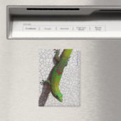 Goudstofdaggekko Koelkastmagneet Magneet (Insitu (Vaatwasser))