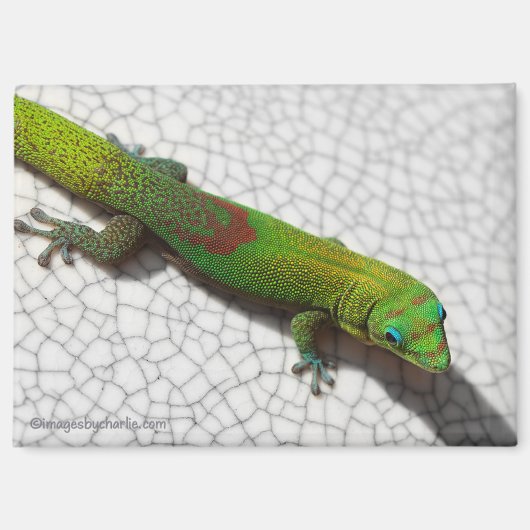 Goudstofdaggekko Koelkastmagneet Magneet (Voorkant)