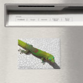 Goudstofdaggekko Koelkastmagneet Magneet (Insitu (Vaatwasser))