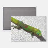 Goudstofdaggekko Koelkastmagneet Magneet (Voorkant / Achterkant)