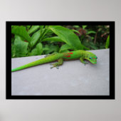 Goudstofdaggekko-poster Poster (Voorkant)