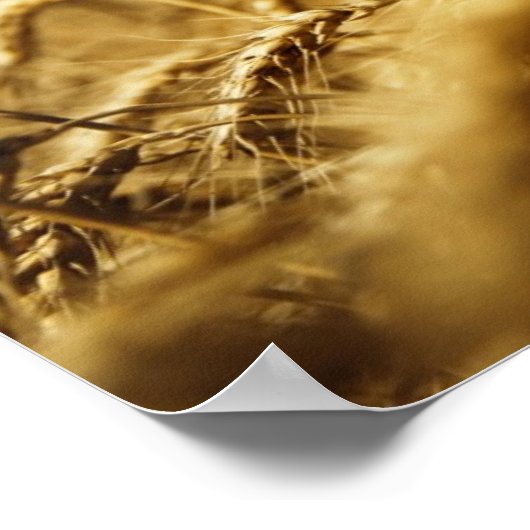 Goudtarwe en blauwe hemel met zon poster (Hoek)