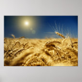 Goudtarwe en blauwe hemel met zon poster (Voorkant)