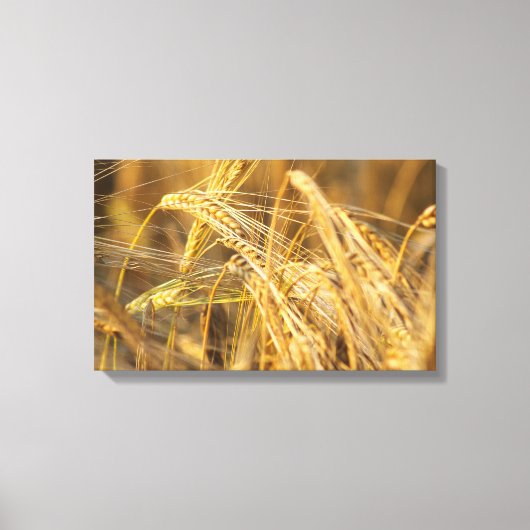 Goudveld (tarweoren) canvas afdruk (Voorkant)