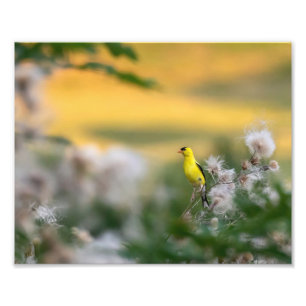 goudvink en distel herfst foto afdruk