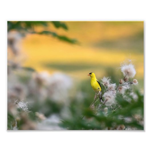 goudvink en distel herfst foto afdruk (Voorkant)