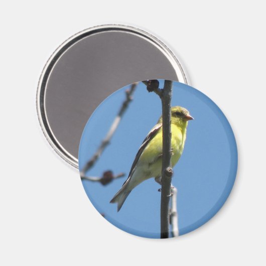 Goudvink in een boom magneet (Voorkant / Achterkant)