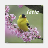 Goudvink, staatsvogel van Iowa  Magneet (Voorkant)