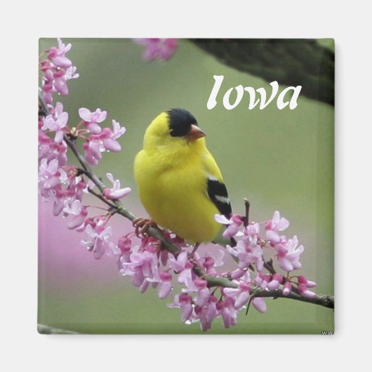 Goudvink, staatsvogel van Iowa  Magneet (Voorkant)