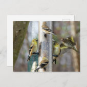 Goudvinken bij de feeder briefkaart (Voorkant / Achterkant)