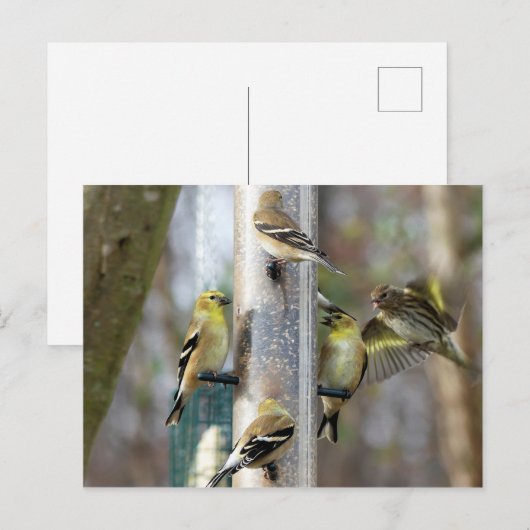 Goudvinken bij de feeder briefkaart (Voorkant / Achterkant)